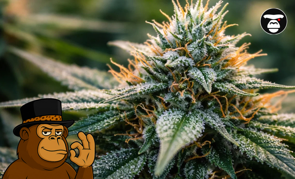 Weed Strains In San Luis Obispo Weed Strains In San Luis Obispo