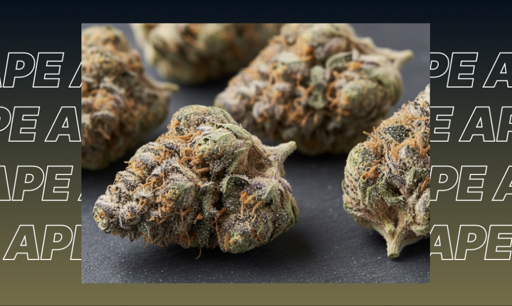 Best Weed Strains In Redondo Beach A well-organized glass display case in a modern dispensary featuring various jars of cannabis flower.