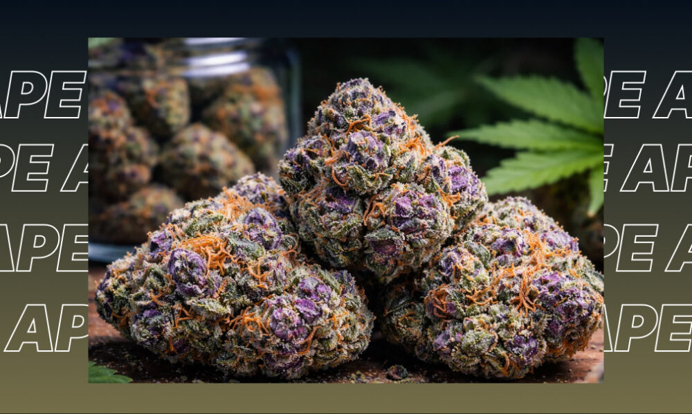 Premium cannabis buds displayed in luxury glass jars at a high-end Beverly Hills boutique.