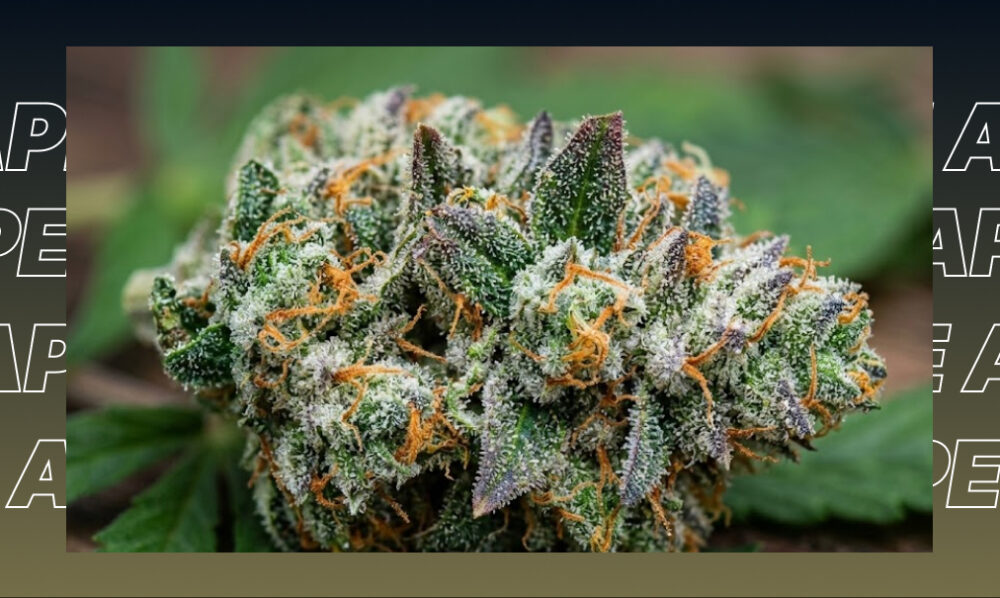 Best Weed Strains In Old Town Best Weed Strains In Old Town