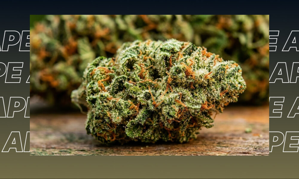 A high-quality cannabis nug with a dense coating of white trichomes and a rich green color.