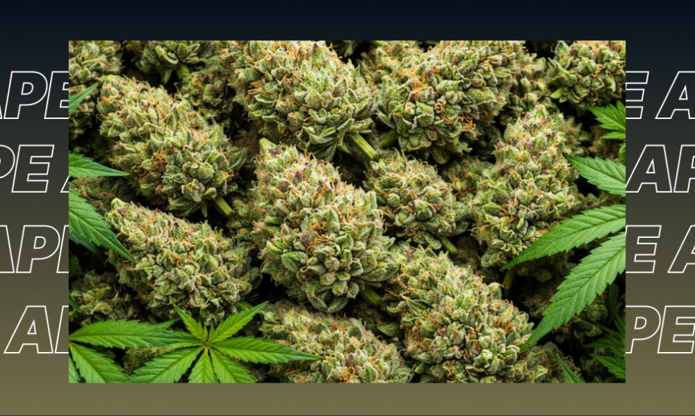 Best Weed Strains In Van Nuys A cluster of light green cannabis nugs with bright orange hairs and a visible coating of sticky resin.