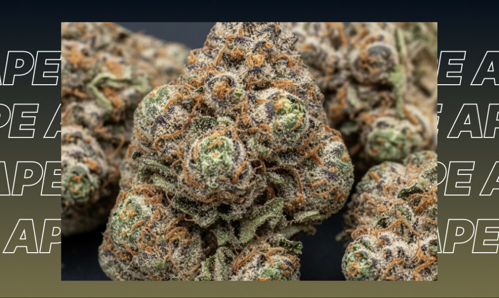 Best Weed Strains In San Juan Capistrano Close-up of a dense, purple-hued indica cannabis bud caked in white resinous trichomes.