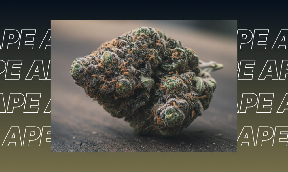 Weed Strains In San Luis Obispo A single, large cannabis flower bud with purple and green hues resting on a dark surface.