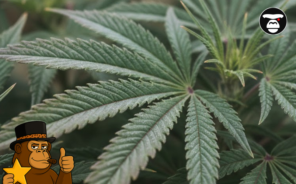 Best Weed Strains In Manhattan Beach Best Weed Strains In Manhattan Beach