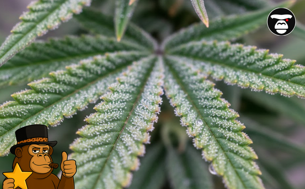 Best Weed Strains In Culver City Close-up of a vibrant green cannabis fan leaf sparkling with a heavy layer of trichomes.
