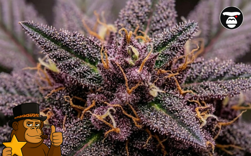 Close-up of a deep purple cannabis flower with heavy trichome coverage and golden hairs.