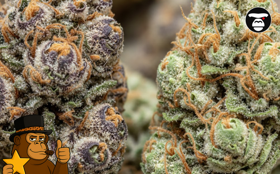 Two different types of cannabis buds side-by-side, one purple and one bright green.