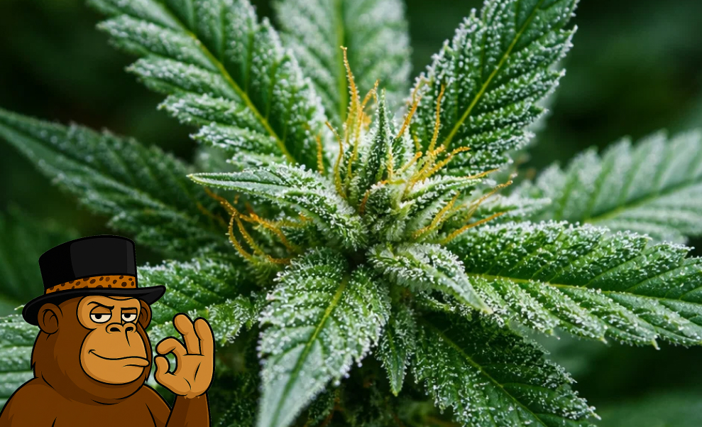 Elegant lifestyle presentation of premium cannabis buds alongside luxury lifestyle accessories in Beverly Hills.