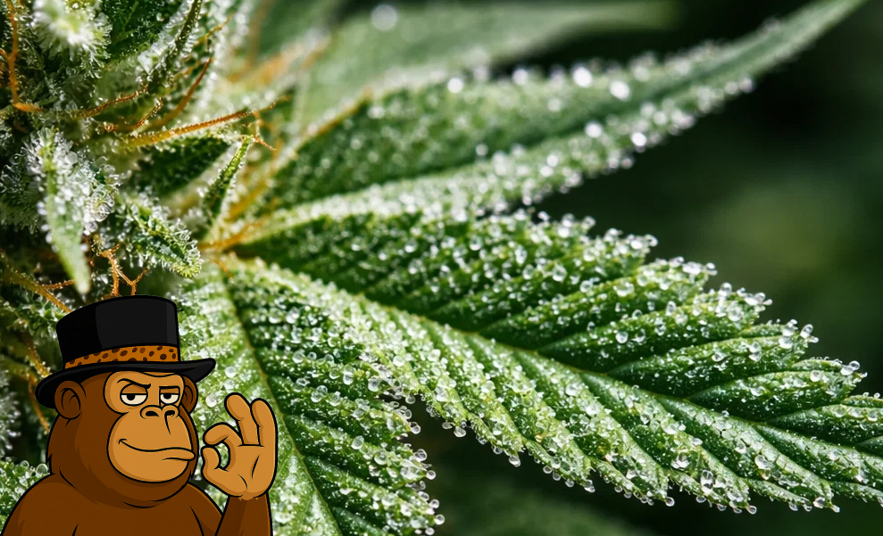 Extreme macro shot of a cannabis leaf covered in sparkling white resin-rich trichomes.