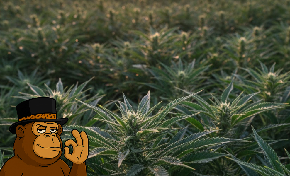 Best Weed Strains In Manhattan Beach Wide shot of a cannabis garden with multiple flowering tops in the golden hour light.