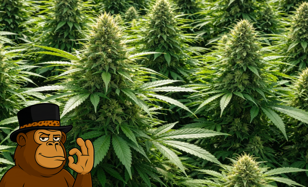 Best Weed Strains In Hermosa Beach Close-up of a healthy, resin-dusted cannabis fan leaf showing intricate crystalline details.