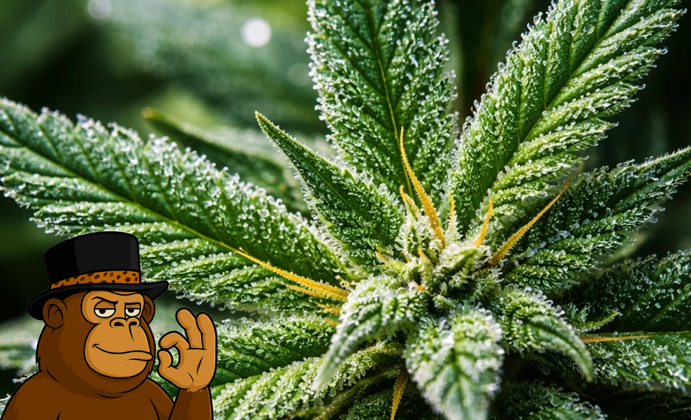 Extreme close-up of a cannabis leaf covered in dew-like trichomes and resin glands