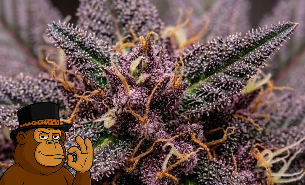 A close-up of a lush, healthy cannabis plant with glistening leaves and mature buds ready for harvest.