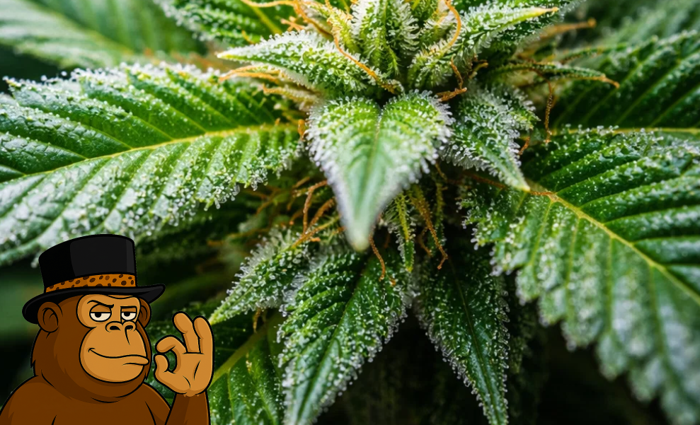 A mature cannabis plant with large flowering buds under professional studio-grade lighting.