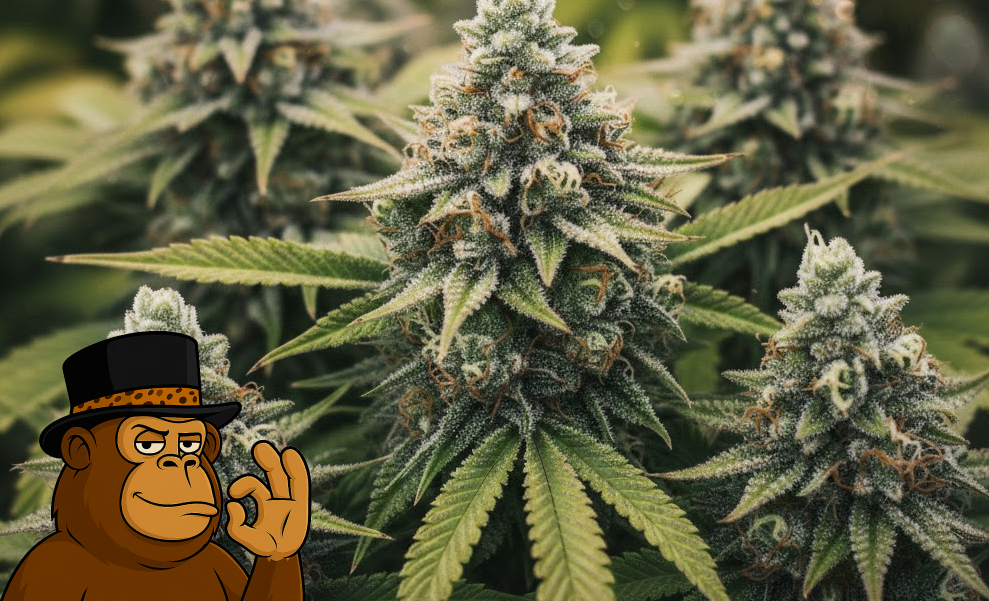 Healthy cannabis plants with large, frosty colas growing in a controlled environment.