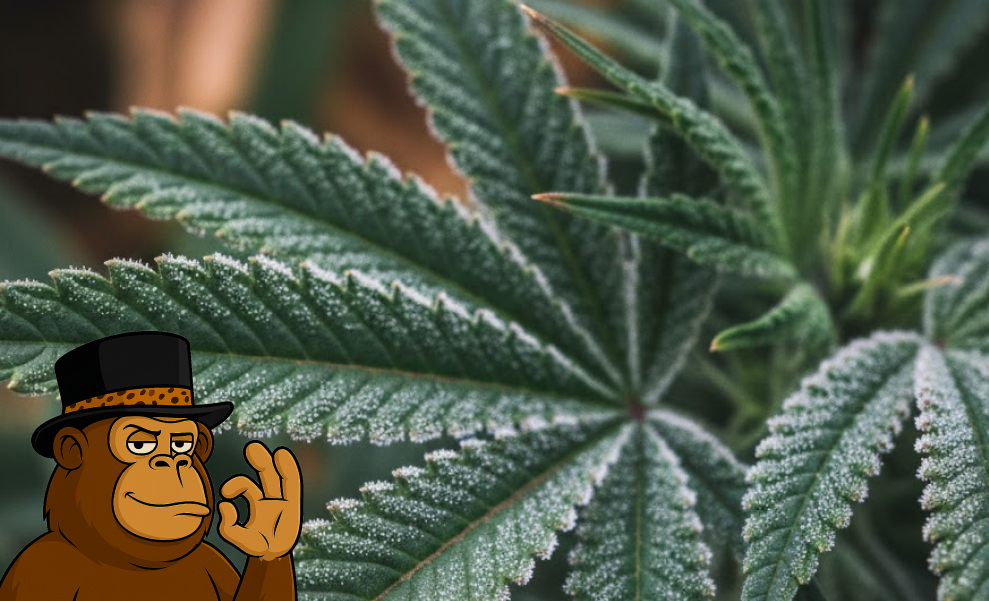 A close-up of a green cannabis fan leaf covered in sparkling resin glands.