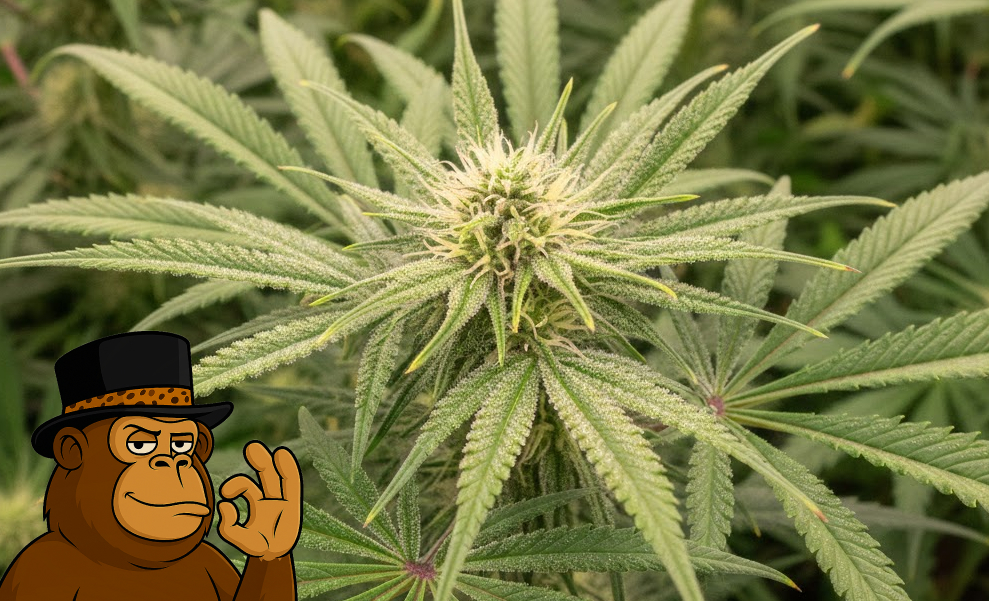 Several healthy cannabis plants with large, frosty buds growing in a professional indoor facility.