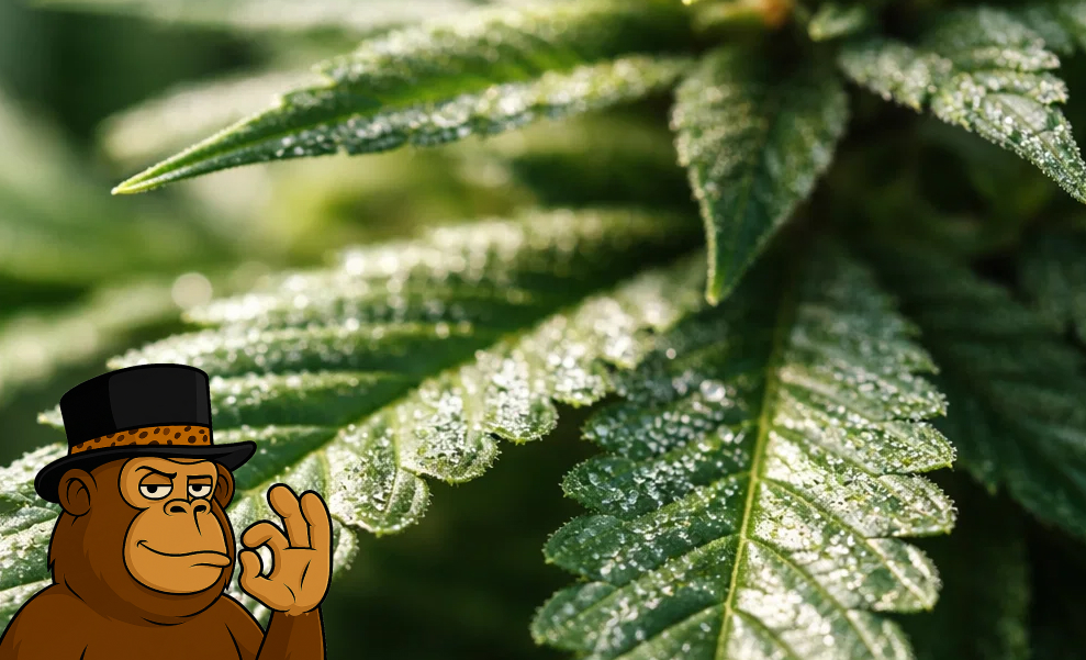 Detailed macro shot of a green cannabis leaf sparkling with resinous trichomes.