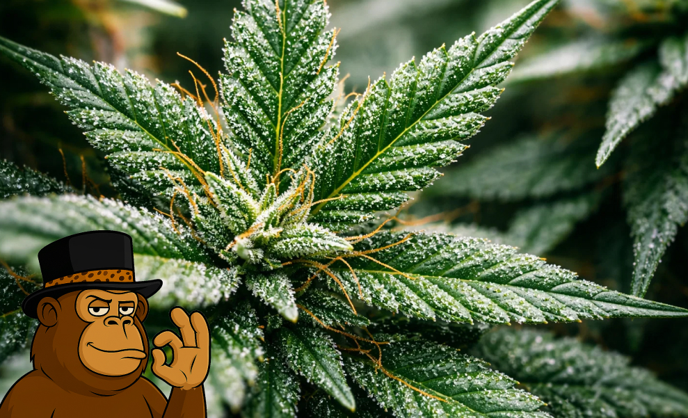 Rows of flowering cannabis plants reaching peak maturity in a modern indoor facility.