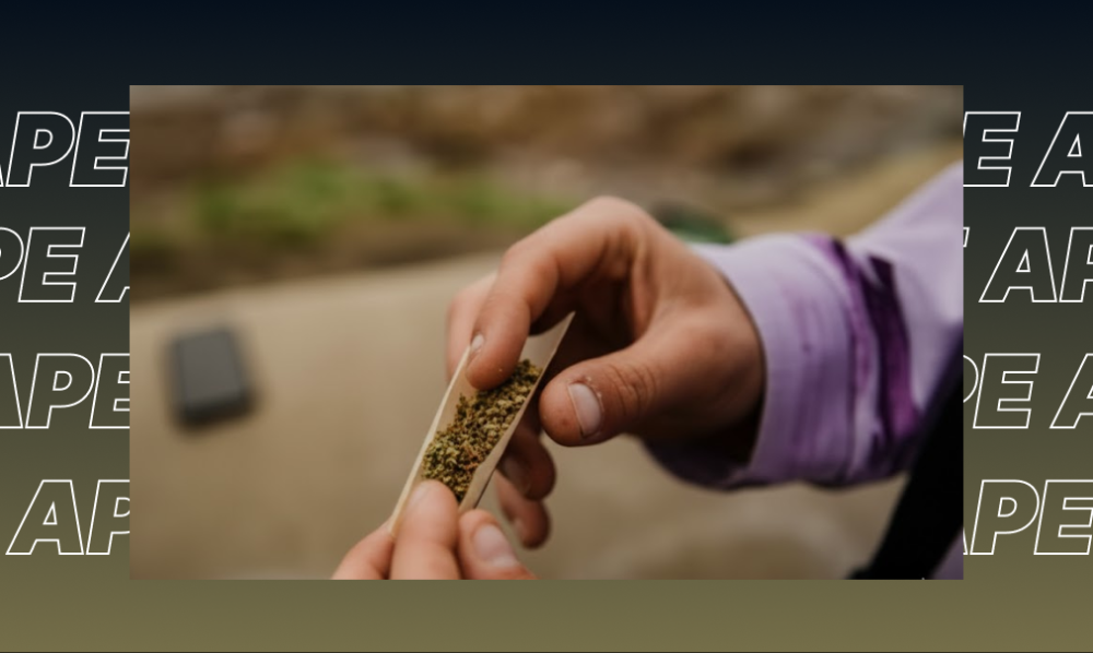 Human hands rolling a joint with fresh ground cannabis.
