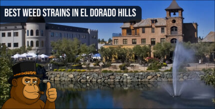 Scenic view of a Northern California landscape with "Best Weed Strains" text and a monkey mascot.