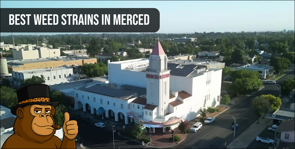 Aerial view of Merced, CA with a gorilla mascot and the text "Best Weed Strains in Merced".