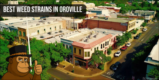 Aerial view of Oroville, California with a branded gorilla mascot and "Best Weed Strains in Oroville" text.