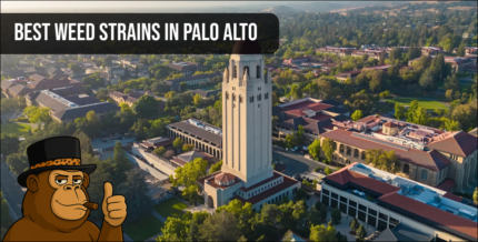 Aerial view of Hoover Tower in Palo Alto representing local weed delivery services.