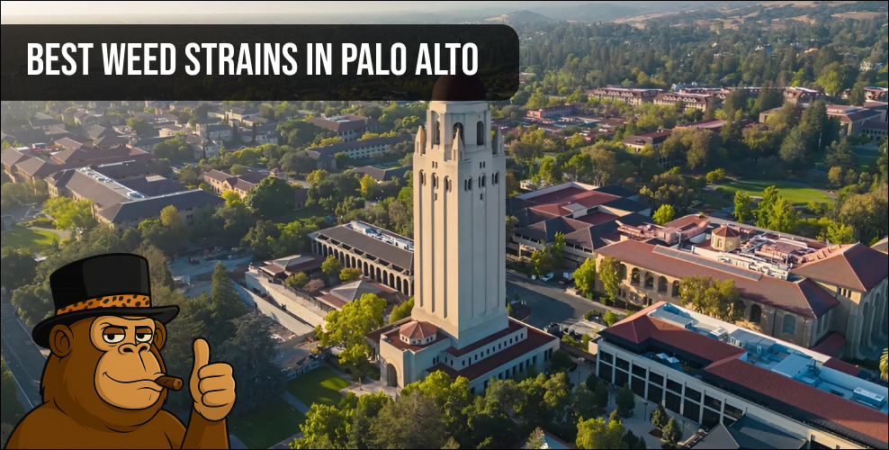 Aerial view of Hoover Tower in Palo Alto representing local weed delivery services.