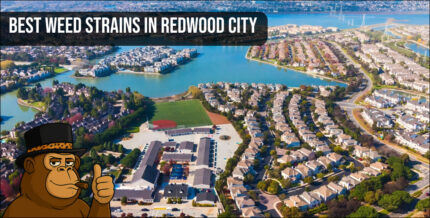 Aerial view of Redwood City waterfront neighborhood and local housing.