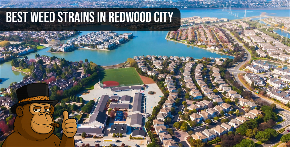 Aerial view of Redwood City waterfront neighborhood and local housing.