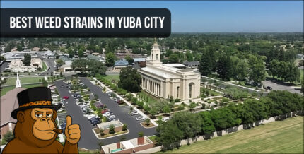Aerial view of a Northern California riverfront with "Best Weed Strains" text and mascot.