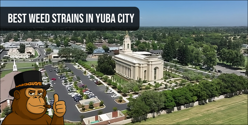 Aerial view of a Northern California riverfront with "Best Weed Strains" text and mascot.