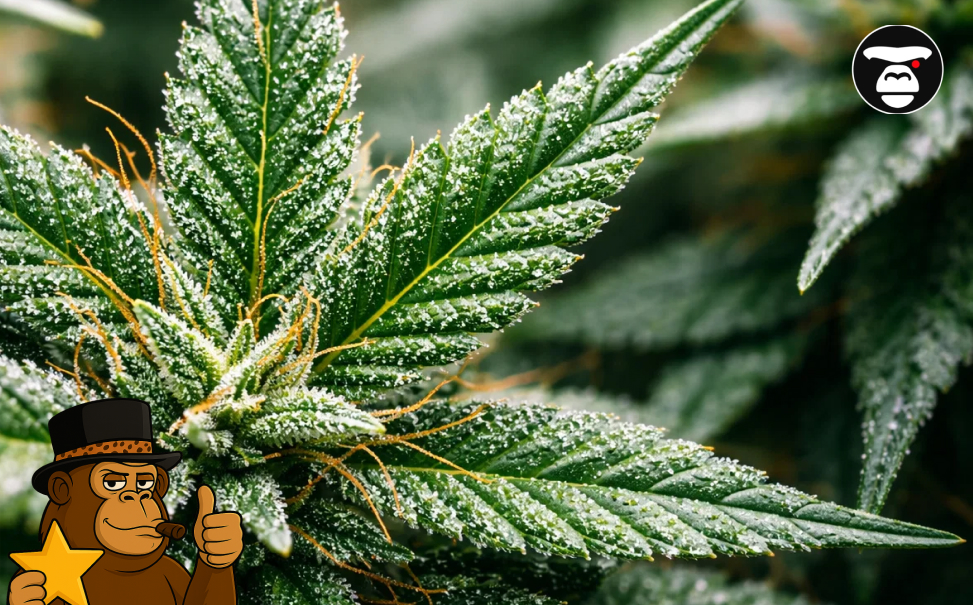 Close-up of a green cannabis leaf with visible resin and orange hairs.