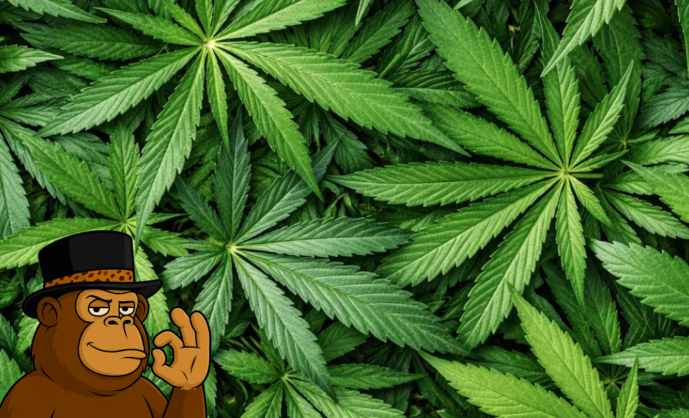 Overhead pattern of vibrant green cannabis sativa leaves.