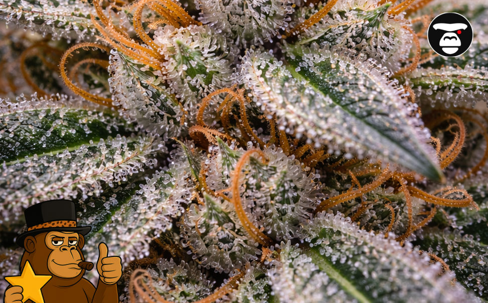 Extreme macro photography of sparkling resin glands on a cannabis plant.