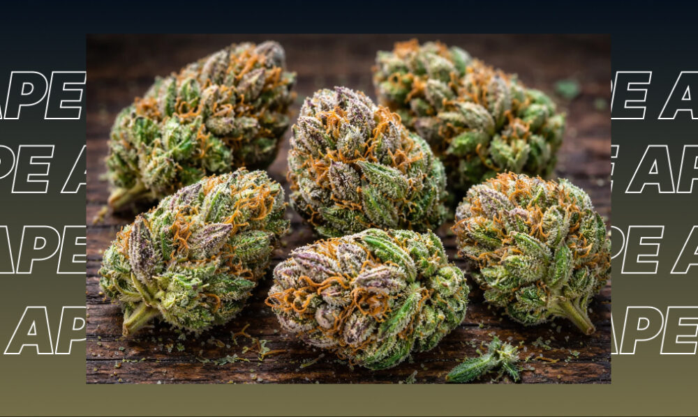 Close-up of a neatly rolled cannabis joint revealing fresh, high-quality ground flower.