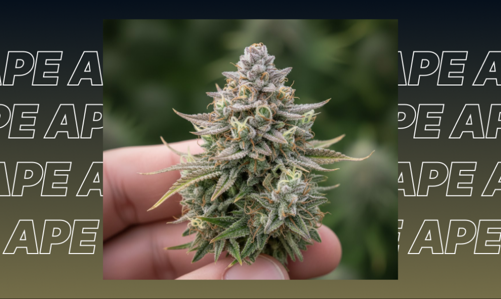 Best Weed Strains In Roseville