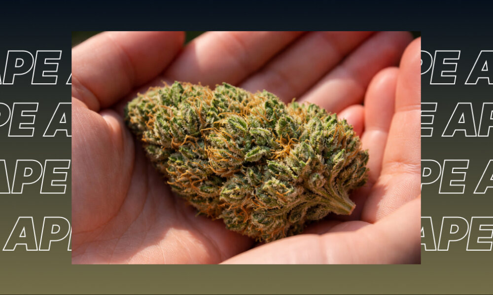 Best Weed Strains In Riverside A large green cannabis bud being held in two hands.