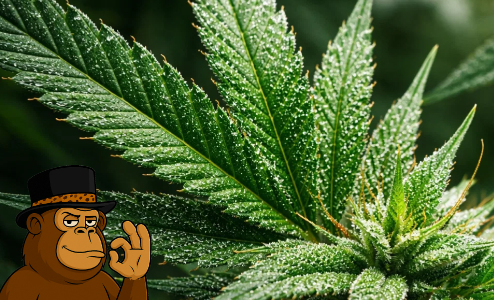 A healthy, serrated cannabis leaf covered in a light layer of morning dew or resin.