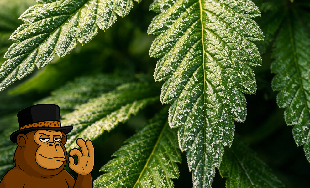 Close-up of a bright green cannabis fan leaf covered in white resin.