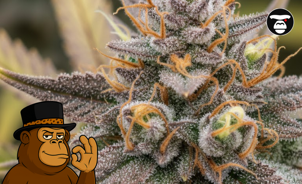 Best Weed Strains In Rocklin