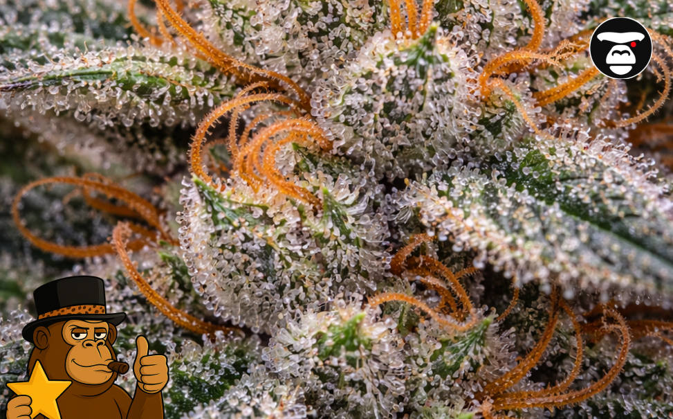 Extreme close-up of amber and clear trichomes on a green cannabis leaf.