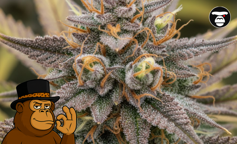 Close-up of a high-quality cannabis bud with orange hairs and white trichomes.