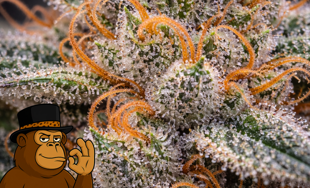 Best Weed Strains In West Sacramento Extreme close-up of amber pistils and resin on a cannabis flower.