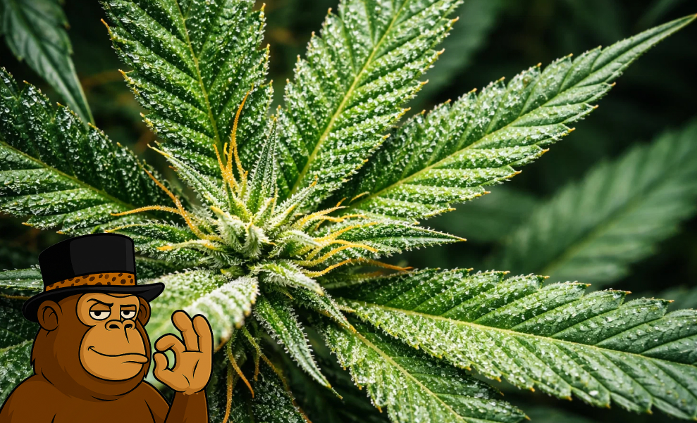 Rows of flowering cannabis plants in a modern, controlled indoor grow environment.