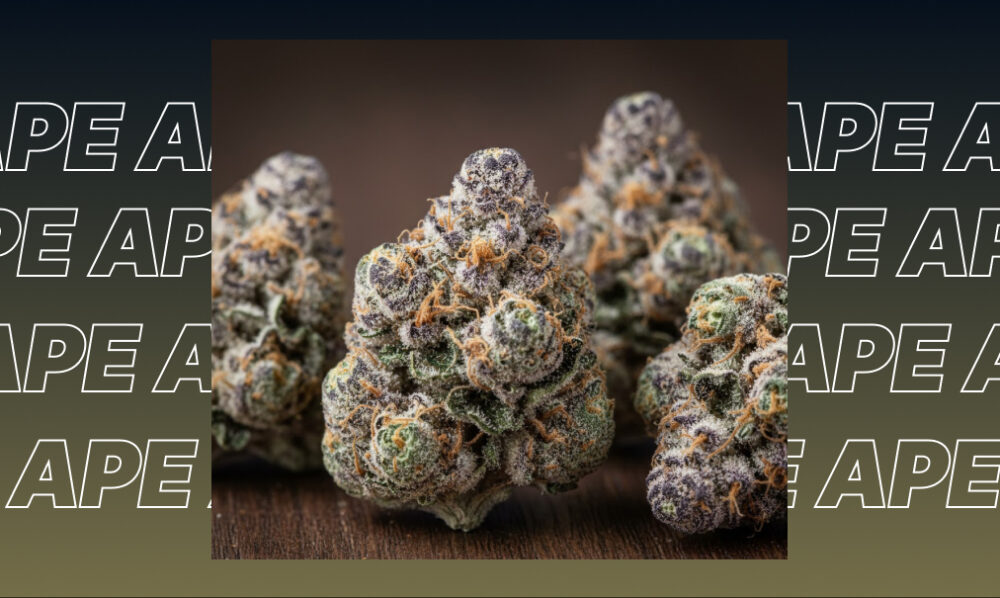 Three large, purple and green manicured cannabis buds sitting on a wooden surface.