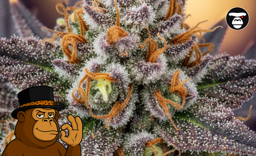 Best Weed Strains In Daly City Best Weed Strains In Daly City