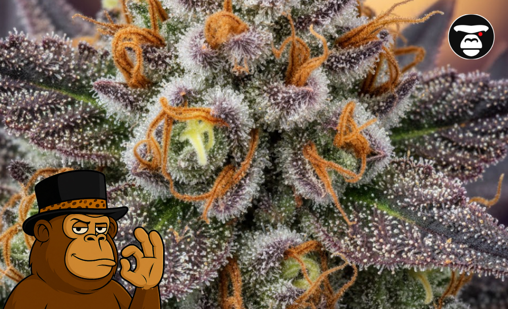 Best Weed Strains In Riverside Best Weed Strains In Riverside